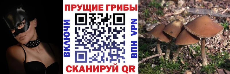 Купить Гаврилов-Ям Псилоцибиновые грибы MAGIC MUSHROOMS